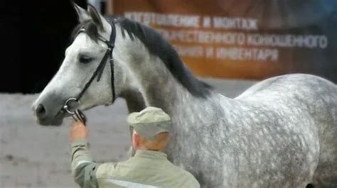 horse cumpilation